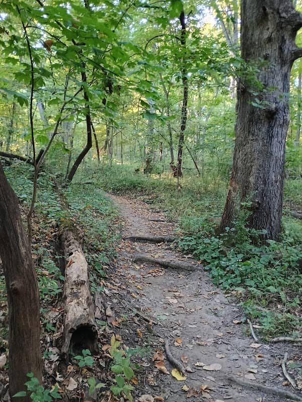 Upper Shelter - Image 1