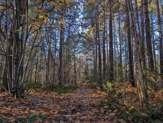 Cinderhill Wood and Nature Reserve - Image 1
