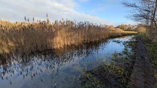 Roydon Fen Nature Reserve - Image 1