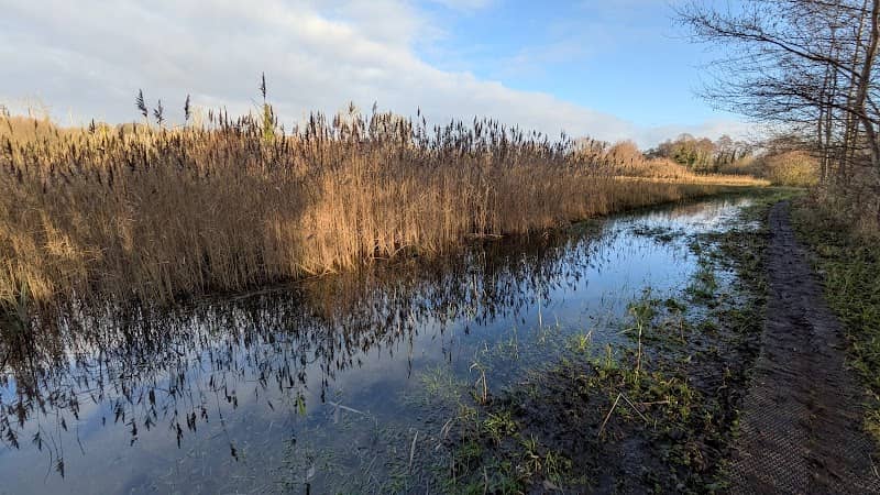 Roydon Fen Nature Reserve - Image 1