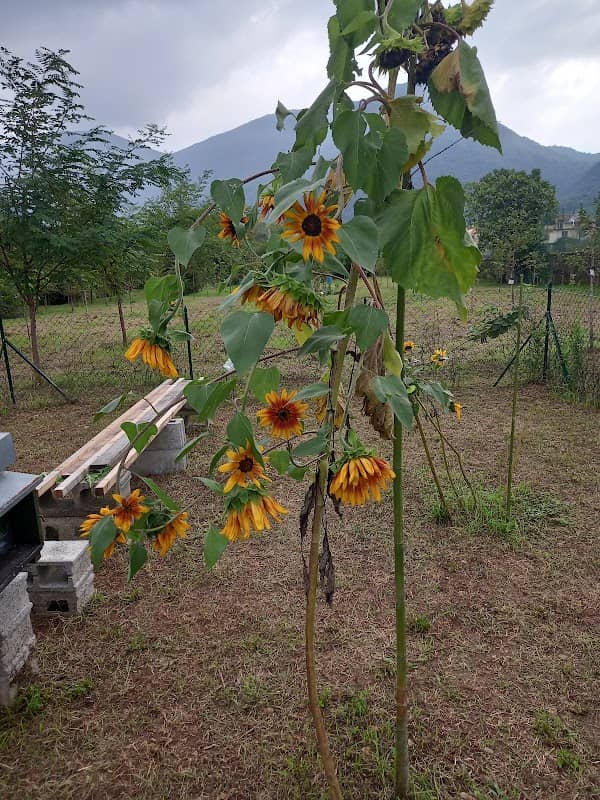 Il giardino delle Api - Image 1