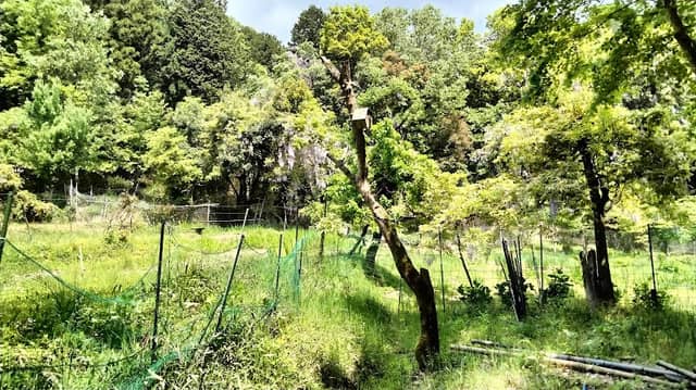 Ichibusatoyama Park - Image 2