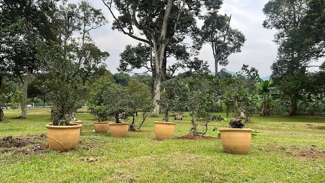 KJ Durian Park - Image 1