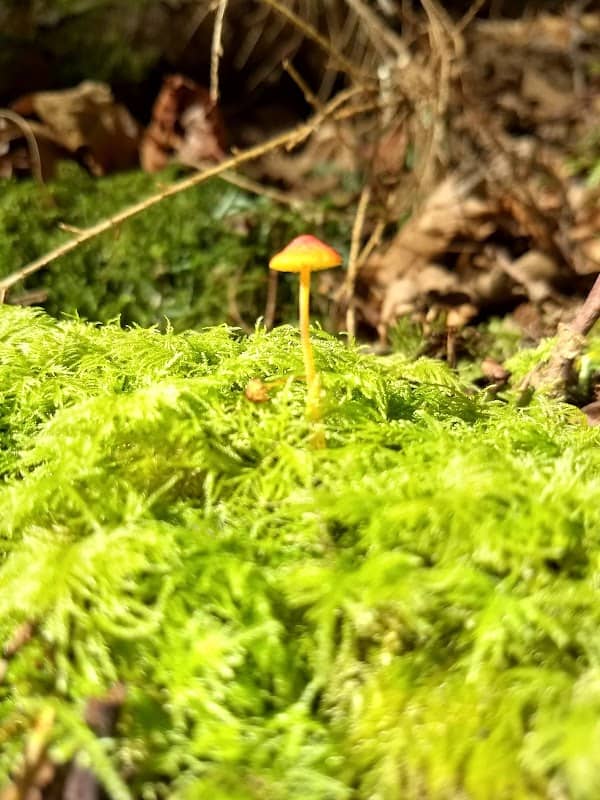 Cedar Grove Park - Image 2