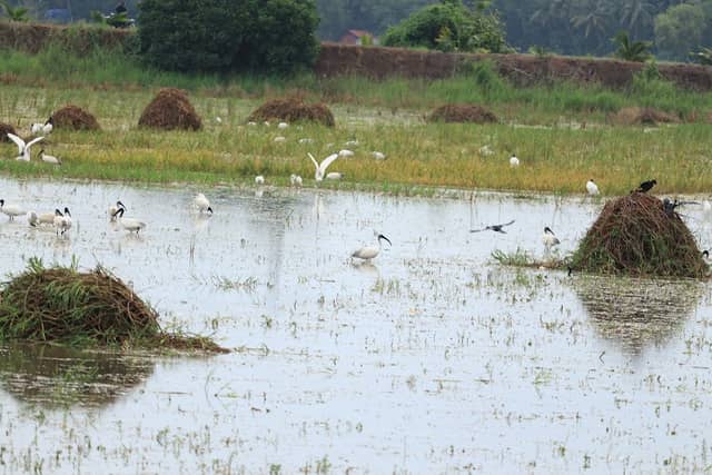 Venkitangu Paddy Fields View Point - Image 1