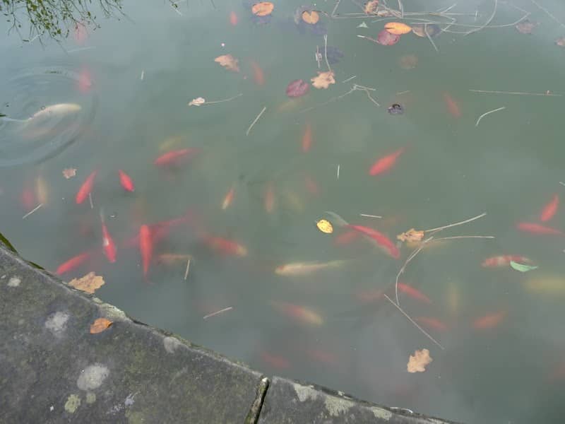 Goldfischbrunnen - Image 2