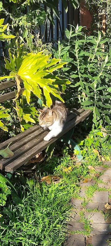 Gato regalón - Image 2