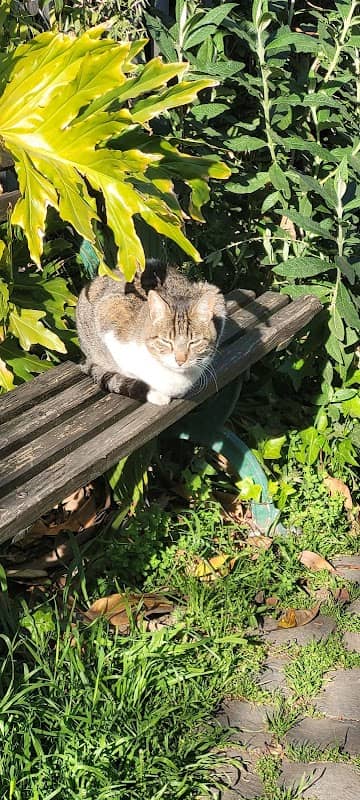Gato regalón - Image 1