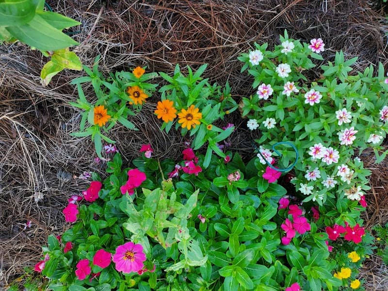 Ruston Butterfly Garden - Image 2