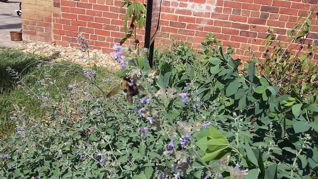 The Downtown Gardens - Image 2