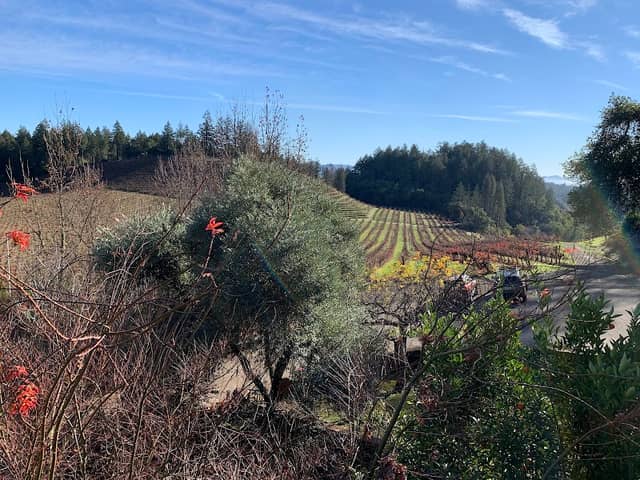 Pezzi King Winery - Image 1