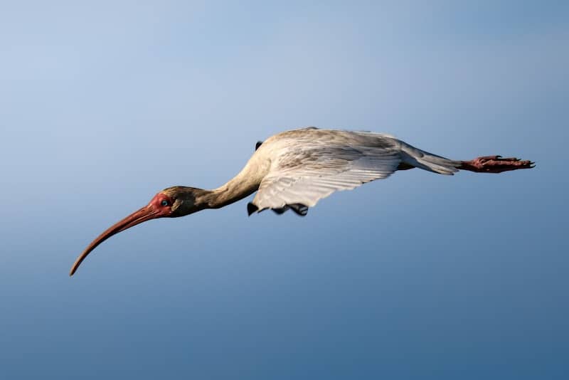 Pearl River Wildlife Management Area - Image 1