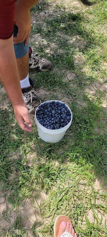 Blueberry Hill-Bossier - Image 2