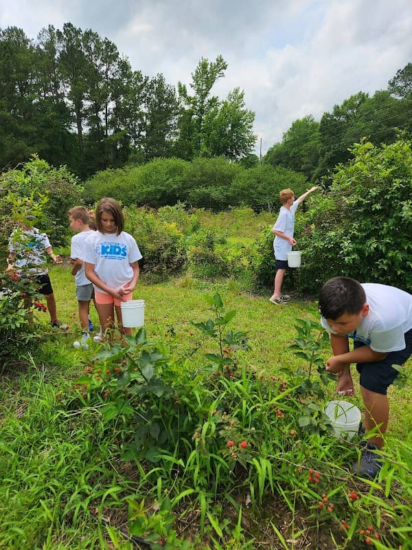 Blueberry Hill-Bossier - Image 1
