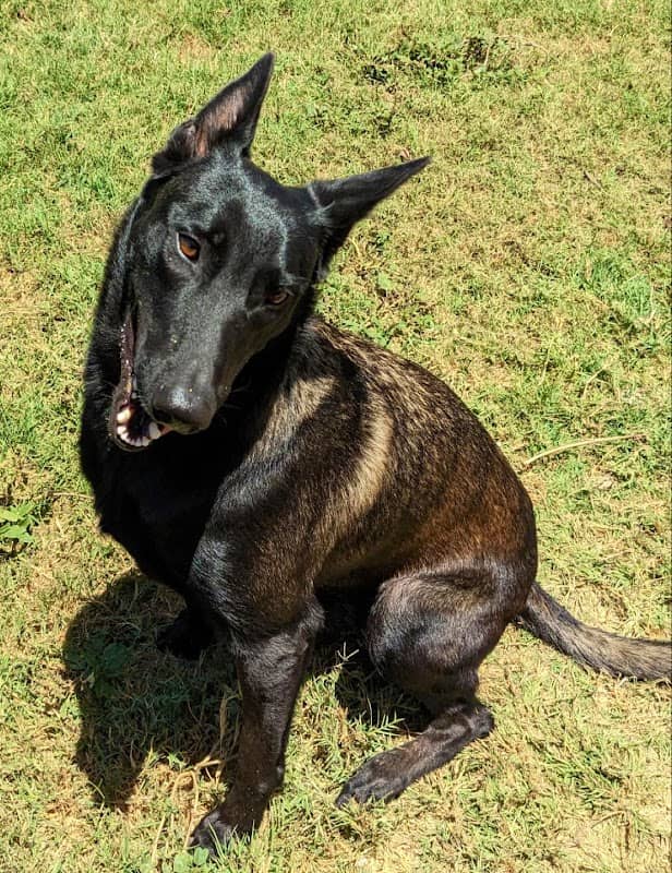 BarnDog - Image 1