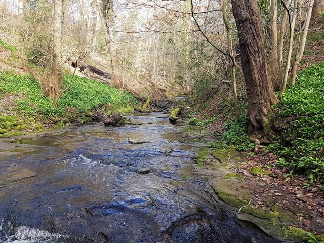 Walbottle and Throckley Dene - Image 1