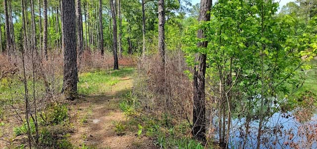 Gator Pond - Image 1
