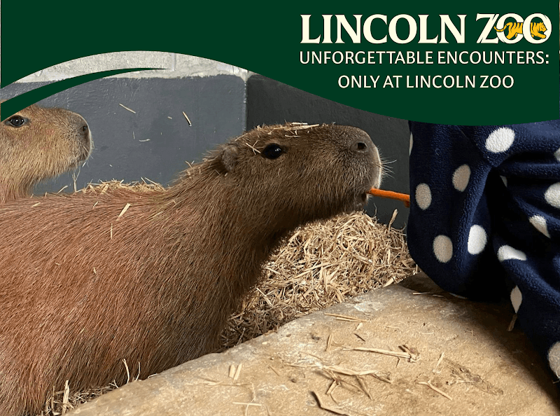 Lincoln Zoo | A Wild Family Day Out in Lincolnshire - Image 1