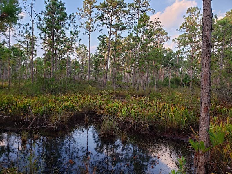 Holly Shelter Game Land - Image 1