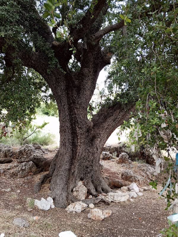 Em chratit oak tree - Image 1