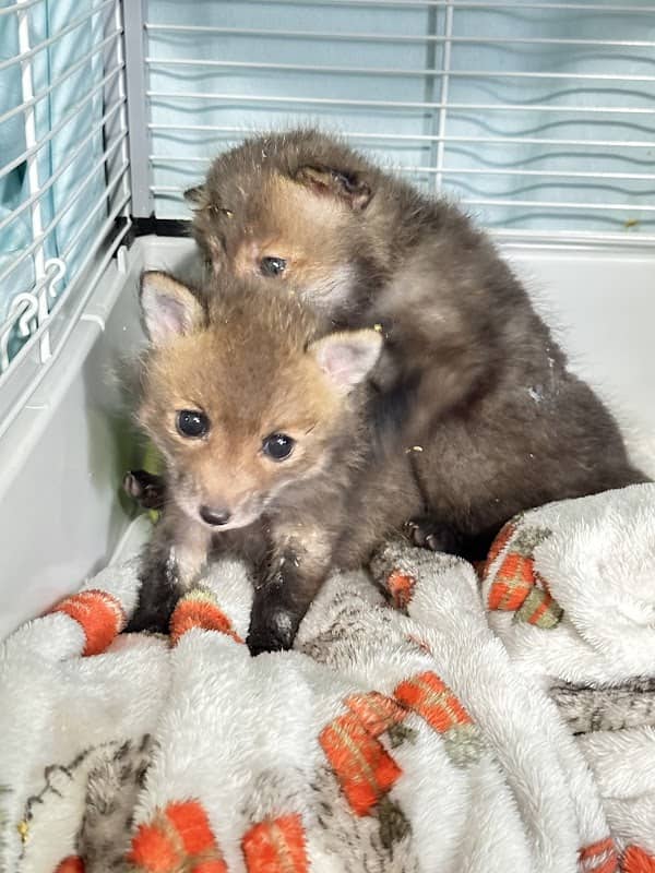 FoxTales Wildlife Rehab - Image 1