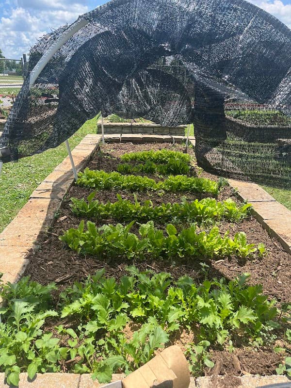 Rogers Activity Center Community Garden - Image 3