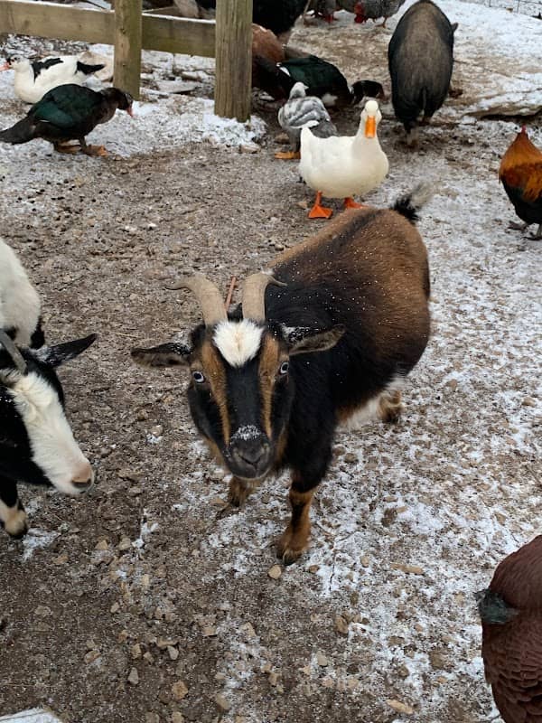 Gab & the Goats - Image 1