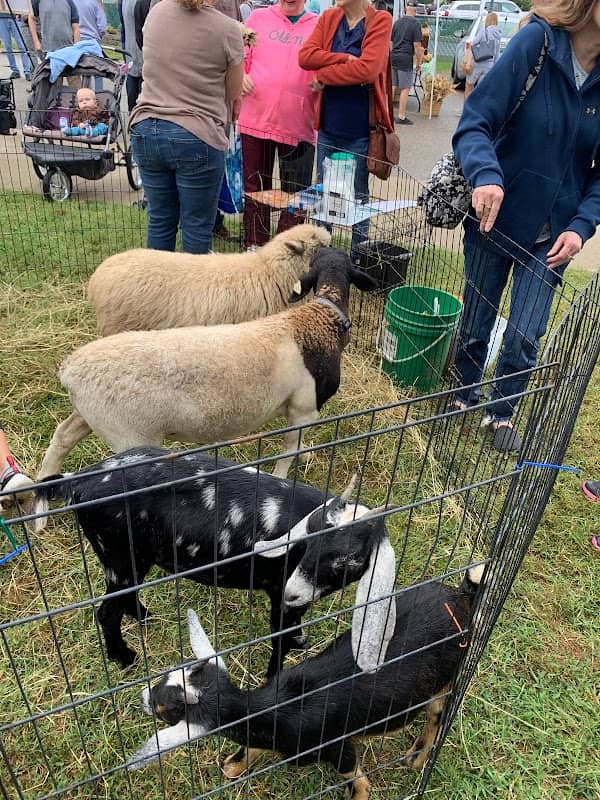 Gab & the Goats - Image 2