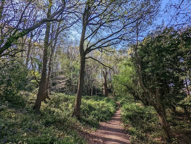 Codsall Coppice - Image 2