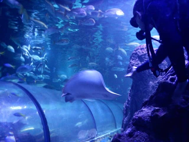 Sea World Ancol - Image 2