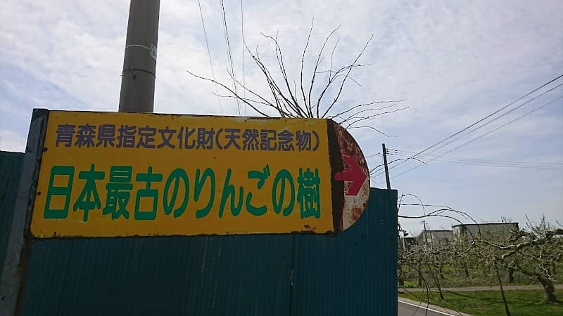 Japan's Oldest Apple Tree - Image 1
