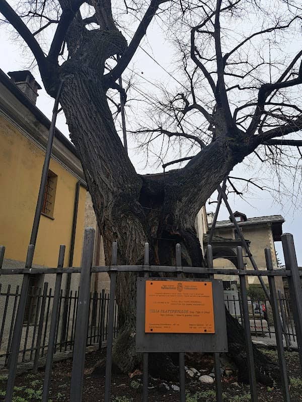 Tiglio di Sant'Orso - Image 1