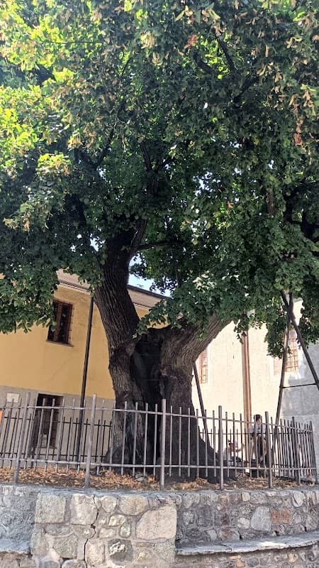 Tiglio di Sant'Orso - Image 2