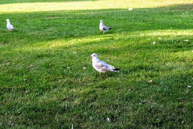 Horovitz Park - Image 1