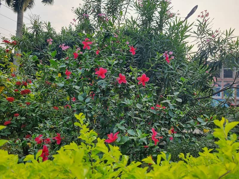 sweetMoni park - Image 1