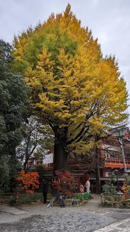 大銀杏 - Image 2
