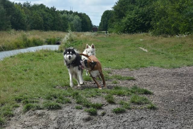 Hondenlosloopgebied - Image 1