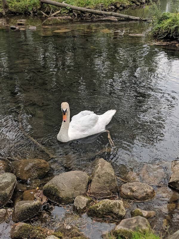 Sulphur Spring Conservation Area - Image 2