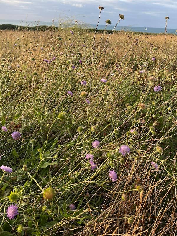 Foreness Point Grass Meadow - Image 1