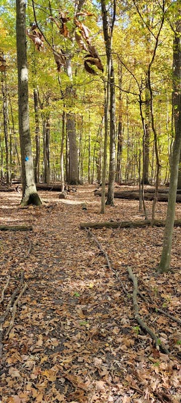 Alice Moore Woods Nature Sanctuary - Image 1