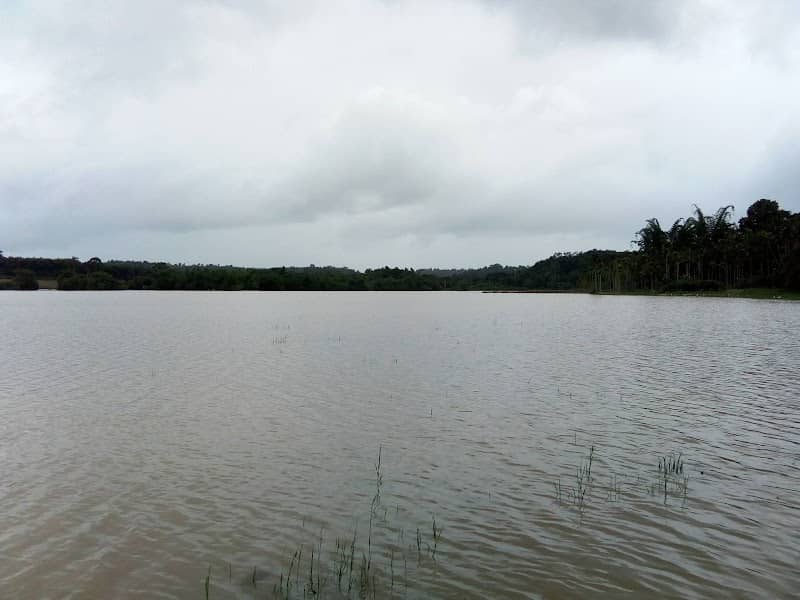 Paddy field - Image 1