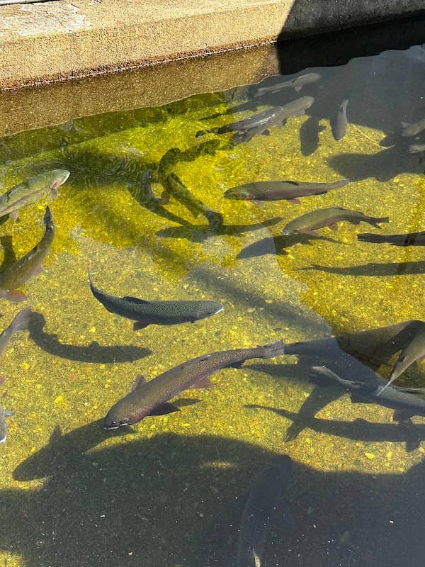 Erwin National Fish Hatchery Visitor Center - Image 1