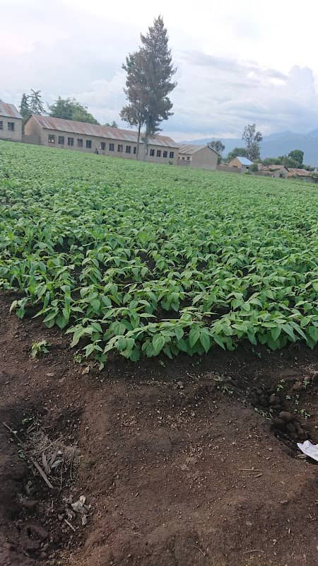 Mashamba ya MUST - Image 1