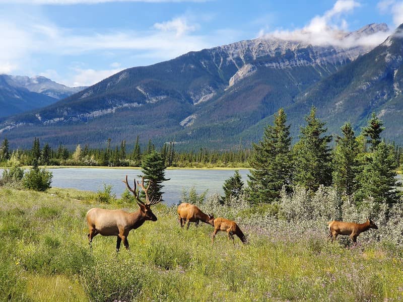 Jasper National Park - Image 3