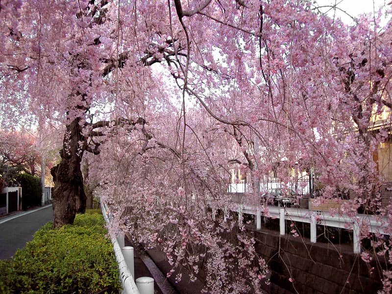 Sand River Canal Weeping Cherry Tree - Image 1