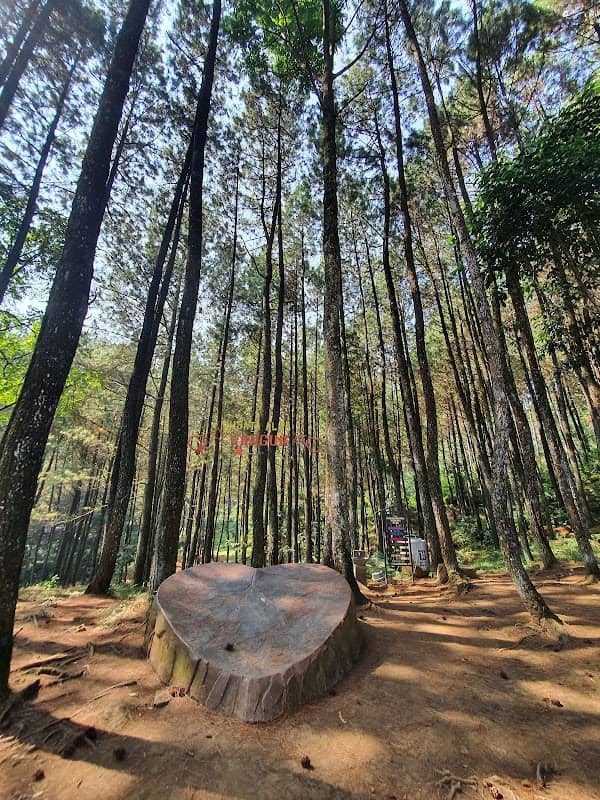 Wisata Alam Wangun Hutan Pines - Image 1