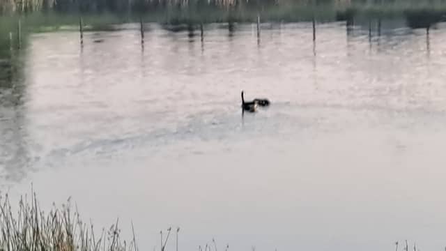 Black Rush Lake Waterfowl Production Area - Image 1