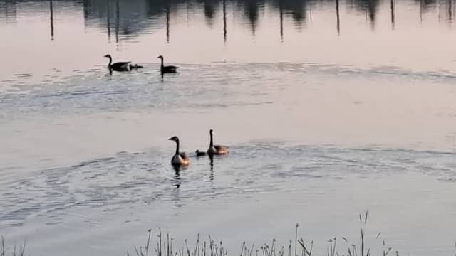 Black Rush Lake Waterfowl Production Area - Image 2