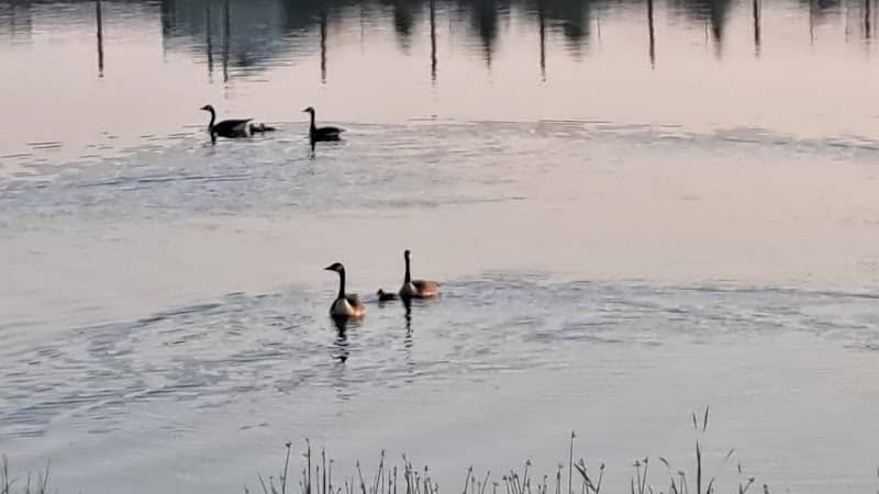 Black Rush Lake Waterfowl Production Area - Image 2