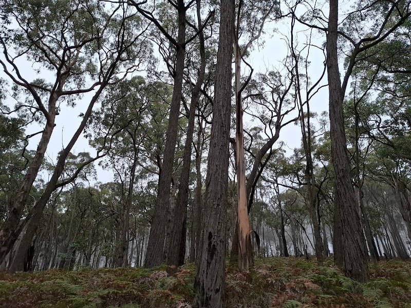 Tallarook State Forest - Image 2